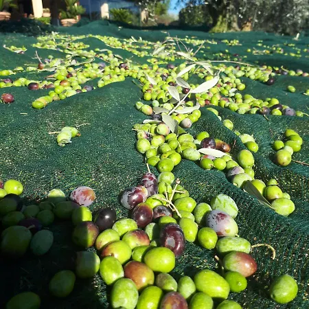 Frühstückspension Casa Degli Ulivi